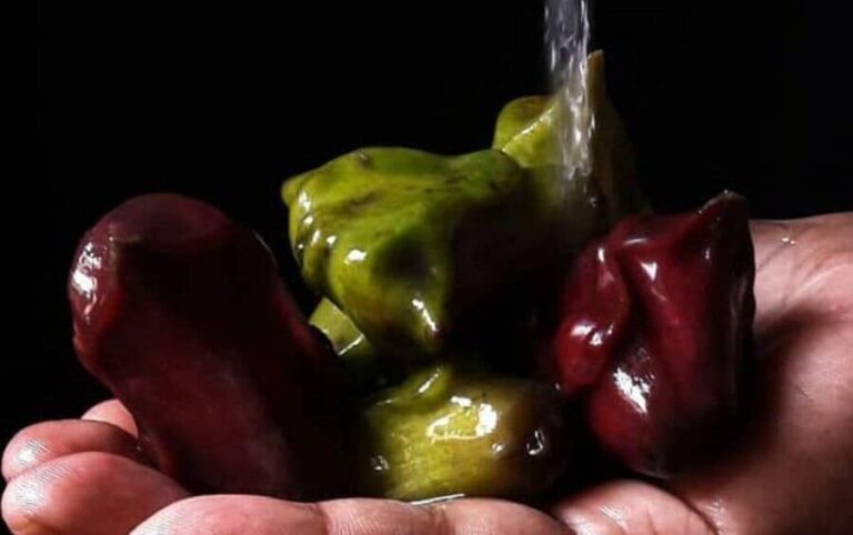 सिंघाड़ा खाना क्यो जरूरी हैं Water Chestnut Benefits 2025